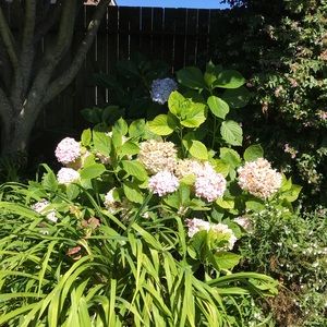 Meet your Posher, Luz